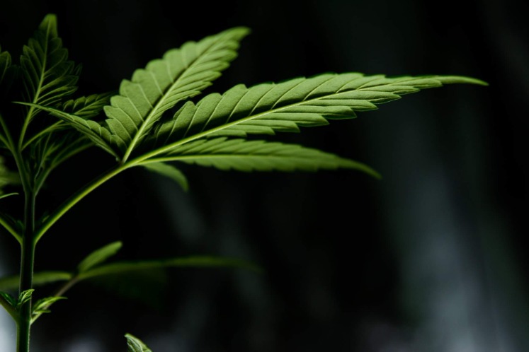 weed only darknet market