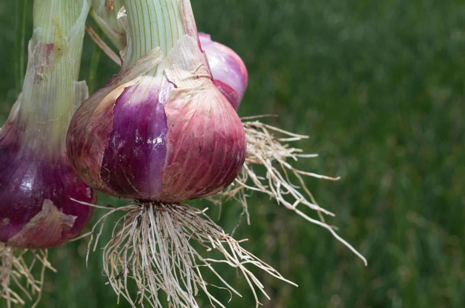 the onion directory